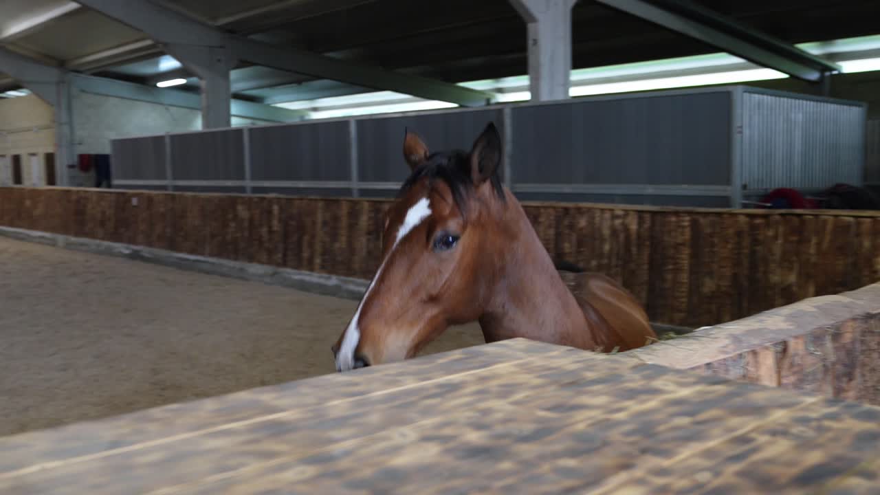 Images of a brown horse in an indoor arena
