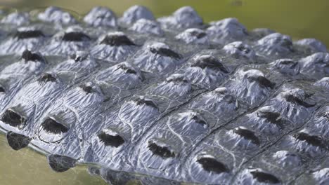 black alligator reptile hide scales close up in water