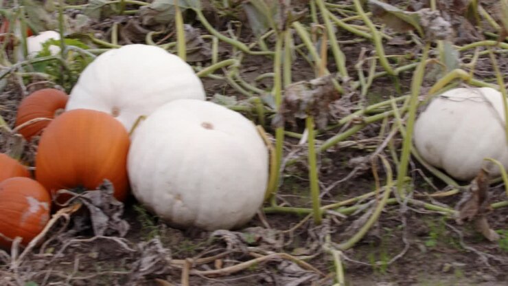 Panning pan shot of a farmer’s field with mixed Collection of coloured pumpkins growing