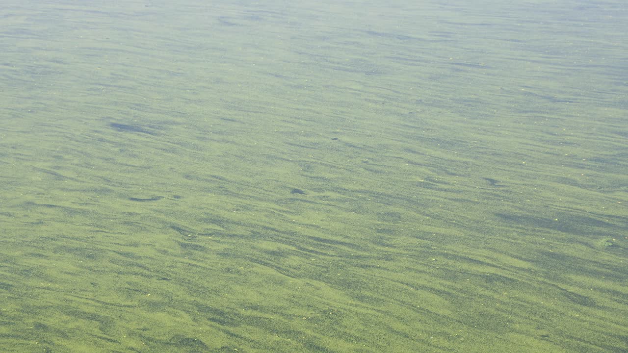 River current flows past, streaked with green cyanobacteria algae bloom