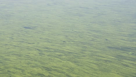 river current flows past, streaked with green cyanobacteria algae bloom