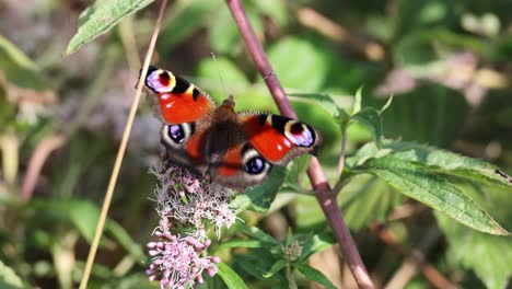 european common peacock butterfly feeding on summer lilac flower