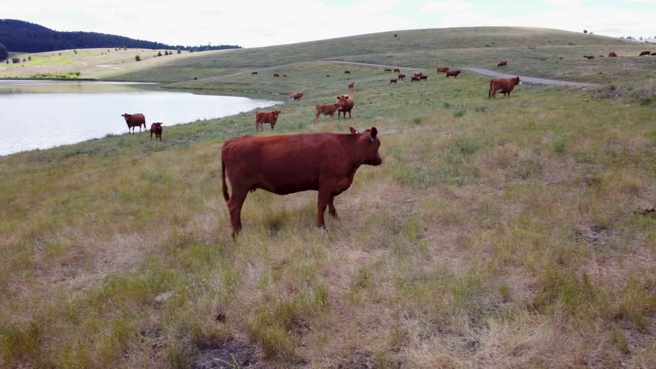 Free Range Cattle Herd of Cows Grazing Freely Along Lake Pasture, Standoff Walks Awaya | Grass Fed Beef Agriculture Farming Livestock ,Cattle Ranching | Migrating Roaming, Ethical Farming | 1 of 12
