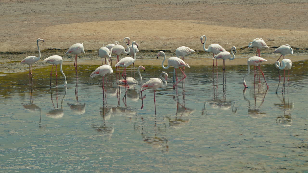 습지 에서 분홍색 플라밍고