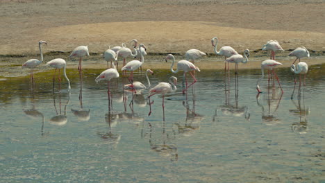 flamencos rosados en un humedal