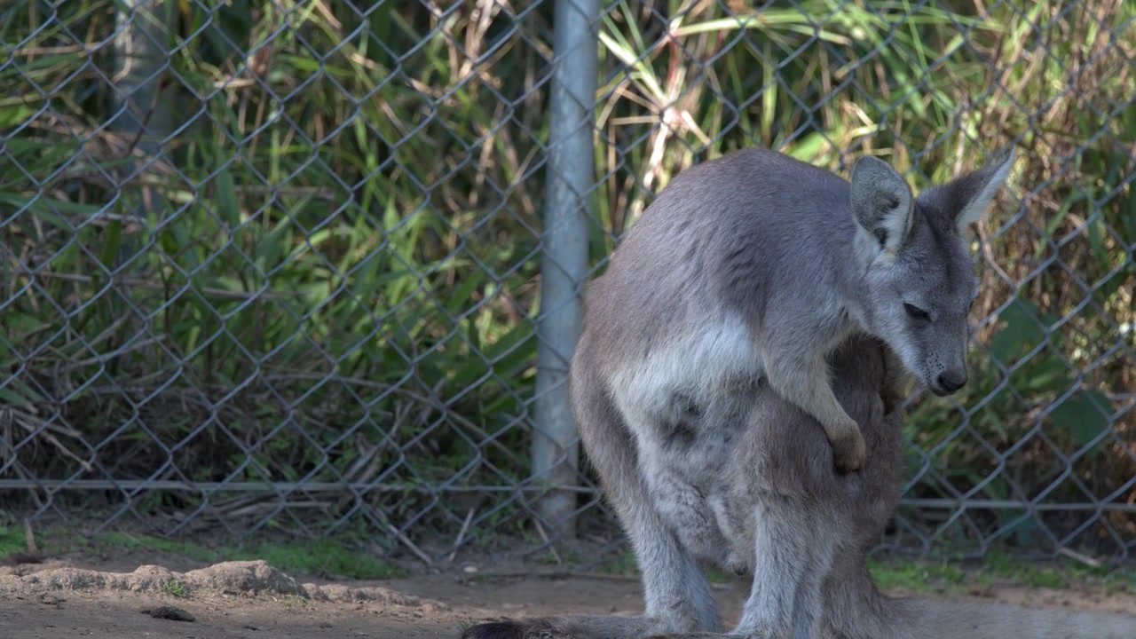 Un canguro grigio orientale si pulisce il pelo vicino a una recinzione a Sancrox, Nuovo Galles del Sud.