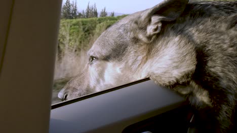 a curious, beautiful german shepherd dog looking out the window of a moving car, enjoying the ride and watching the world