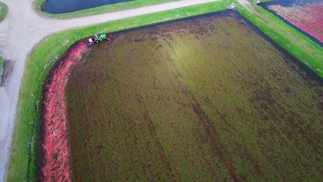 en el centro de wisconsin, un tractor de grada corta un pantano de arándanos y los derriba de la vid, lo que permite que los arándanos maduros floten hacia la superficie del agua