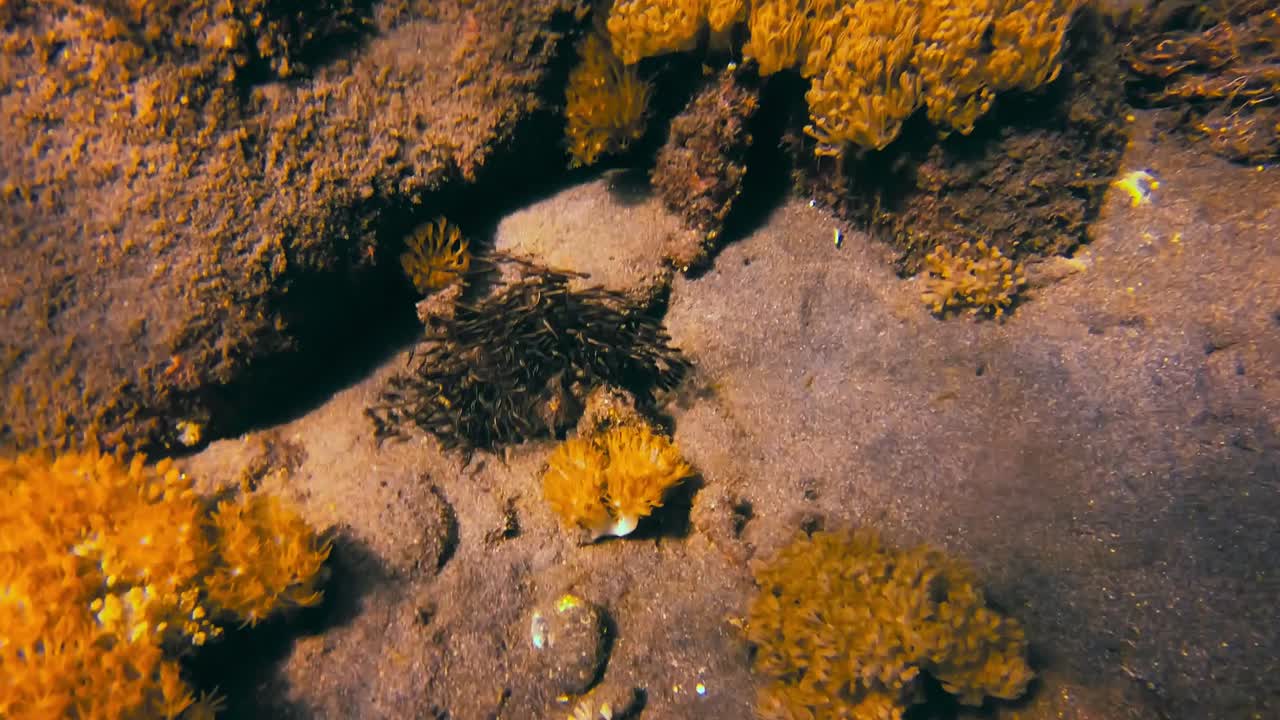 Close view of shoal of dark baby fish by sand and corals on seafloor