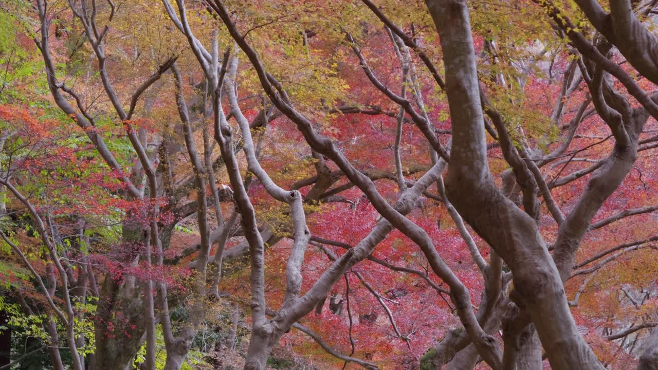 Beautiful dense fall colors with trees in autumn