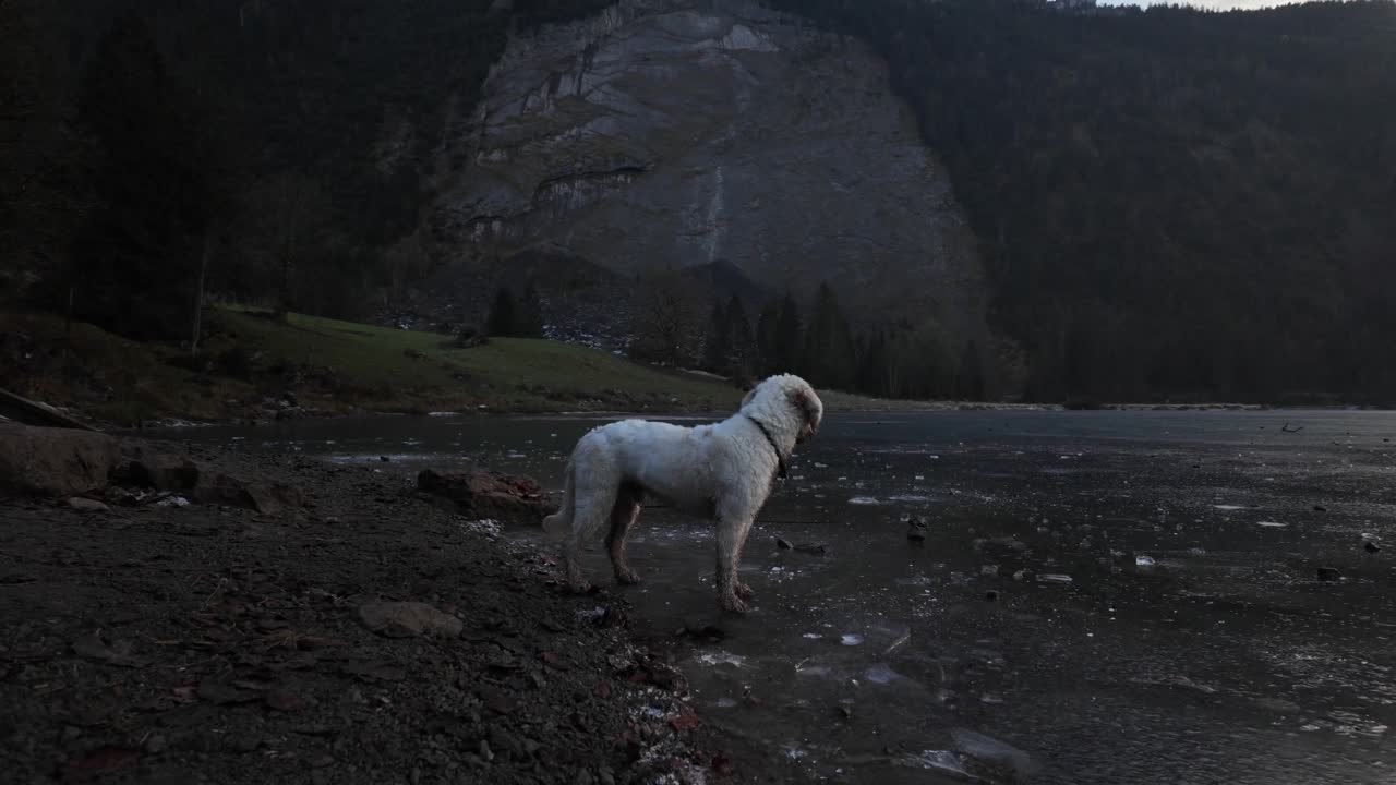 Labradoodle dog pet outdoor white fur friendly Obersee frozen lake Switzerland winter cold climate