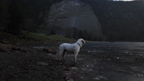 labradoodle dog pet outdoor white fur friendly obersee frozen lake switzerland winter cold climate