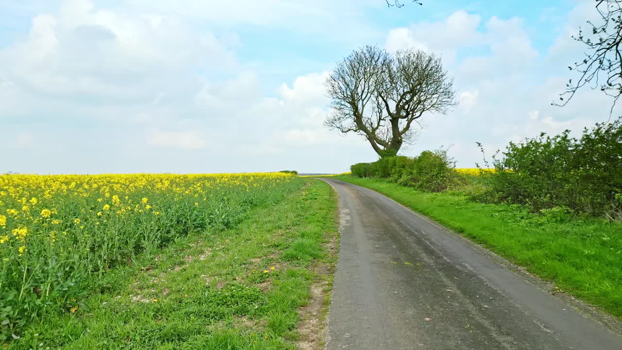 Beautiful and tranquil drone footage of a yellow rapeseed field in a farmer's field in lINCOLN