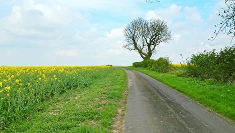 beautiful and tranquil drone footage of a yellow rapeseed field in a farmer's field in lincoln