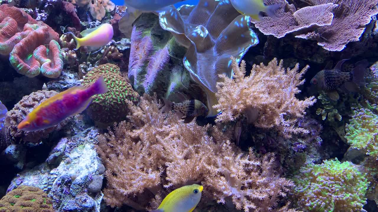 Super rare and brilliantly colored collection of tropical fish