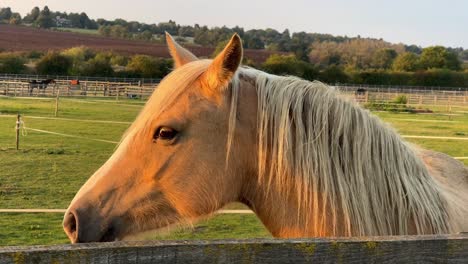 Primer-Plano-De-Un-Caballo-Durante-La-Hora-Dorada-En-El-Rugby,-Warwickshire-En-El-Reino-Unido