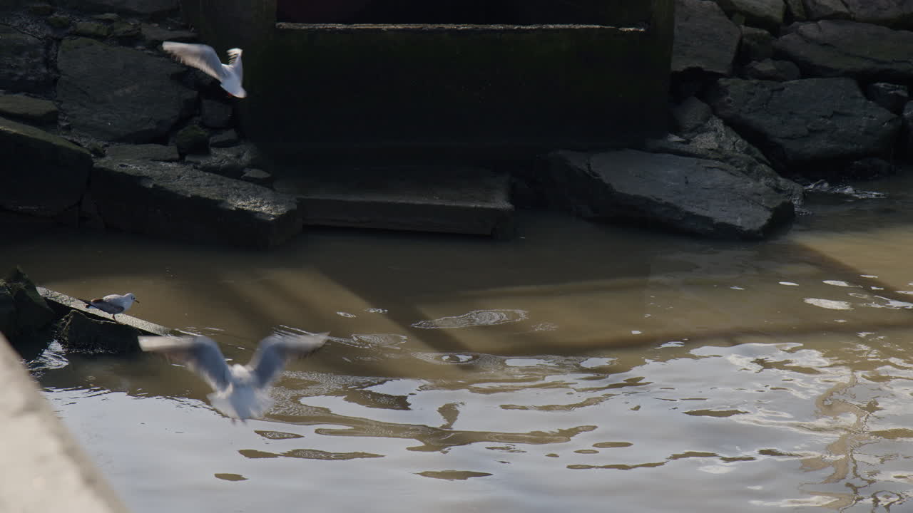 Seagulls Glide Over the Shimmering Water of Vila Nova de Gaia in Porto, Portugal, Close Up