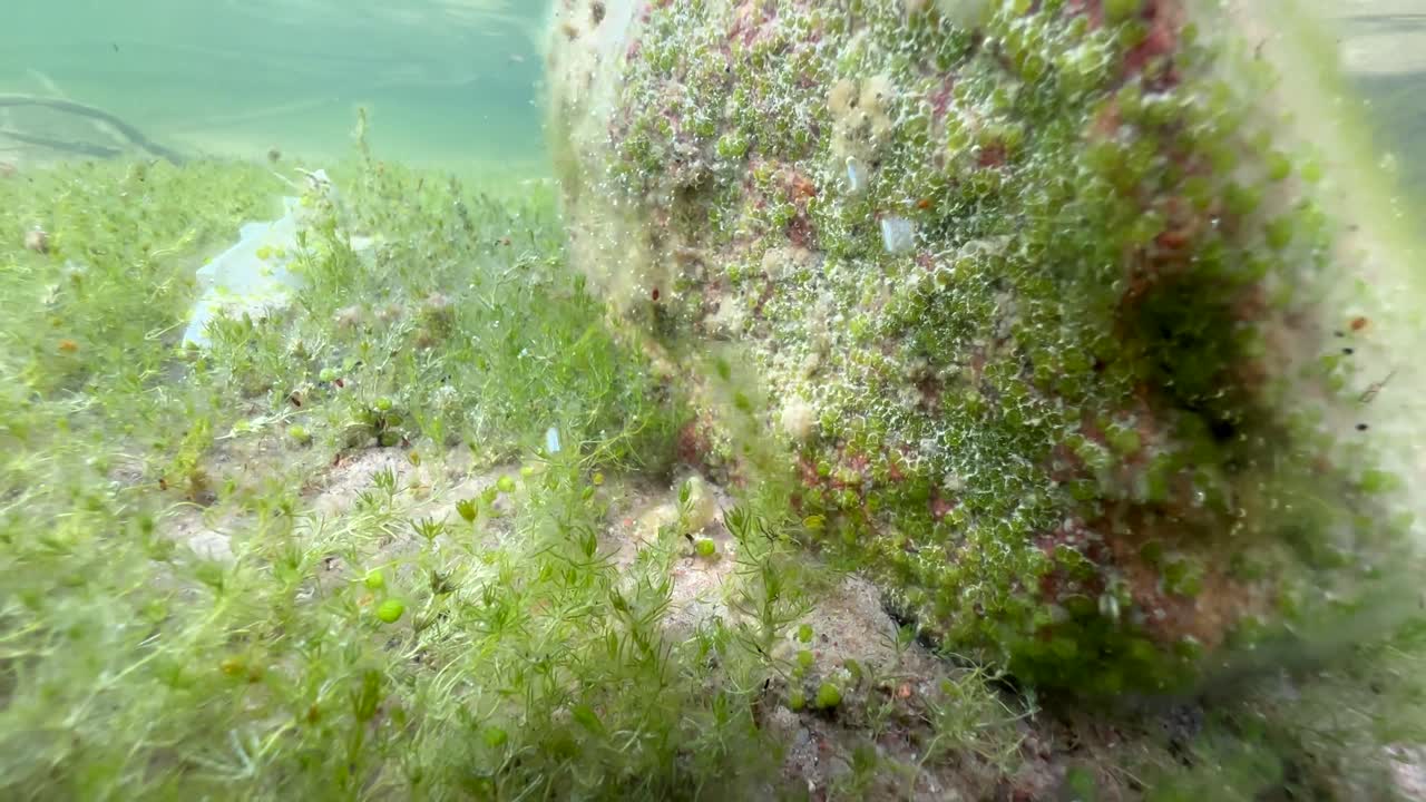 European bullhead (Cottus gobio) under a rock that someone is currently removing. Estonia