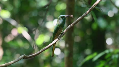 mirando a la derecha con comida en la boca mientras mira a su alrededor, abejaruco de barba azul, nyctyornis athertoni, parque nacional kaeng krachan, tailandia