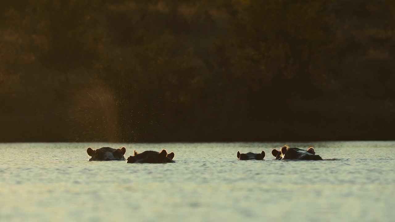 широкий снимок пяти голов бегемотов над поверхностью воды, большой крюгер