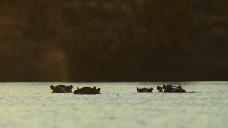 Toma-Amplia-De-Cinco-Cabezas-De-Hipopótamo-Sobre-La-Superficie-Del-Agua,-Gran-Kruger