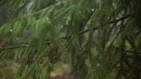 Agujas-De-Pino-Mojadas-Después-De-La-Lluvia.