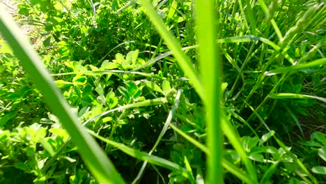 young, green, lush grass in the rays of sunset. walking on green meadow.