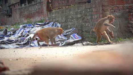 動物世界有趣的瞬間 | ayodhya, uttar pradesh, india - 貪<unk>的<unk>子確保它的食物逃離其他<unk>子的 - 中等射擊