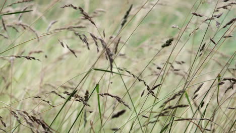 Tall-summer-grasses-bend-and-sway-in-the-breeze-in-hypnotic-movements,-Warwickshire,-England