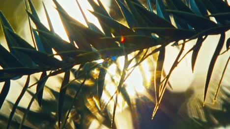 close up of a palm leave and colorful sun flares through the vegetation at sunrise in the brazilian rain forest