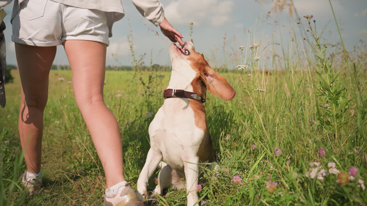 la dueña del perro instruye a su perro a seguir en el campo cubierto de hierba mientras el perro obedece con entusiasmo, caminando a su lado con emoción, la dueña lleva artículos en la mano mientras lleva ropa casual al aire libre en un día soleado