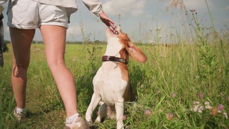 dog owner instructing her dog to follow in grassy field as dog eagerly obeys, walking alongside her with excitement, owner carries items in her hand while wearing casual outdoor attire on a sunny day