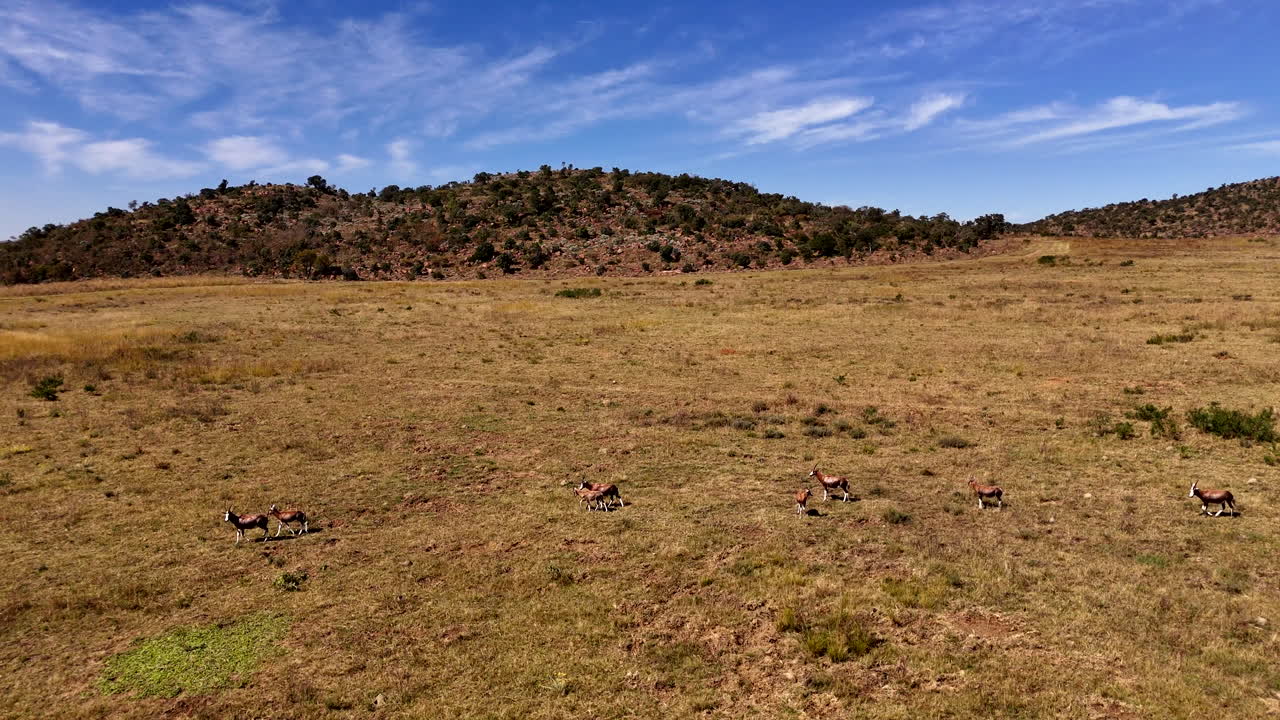 Drone flight alongside blesbuck antelope galloping over dry plain of game farm