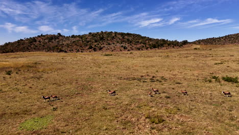drone flight alongside blesbuck antelope galloping over dry plain of game farm