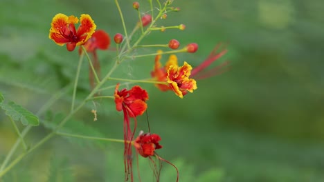 vibrant flowers swaying gently in the breeze