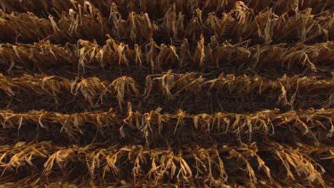 drone flying low over a corn field with camera straight down