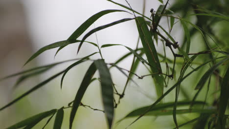 Peaceful-Forest-With-Green-Bamboo-Foliage-Near-Waterfalls-In-Rio-Tanama,-Puerto-Rico