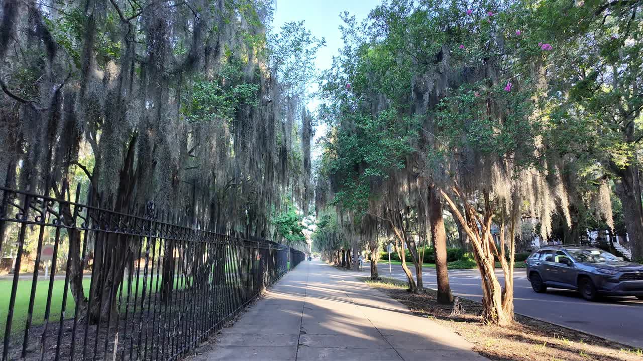 Walking under spanish moss next to old cemetery
