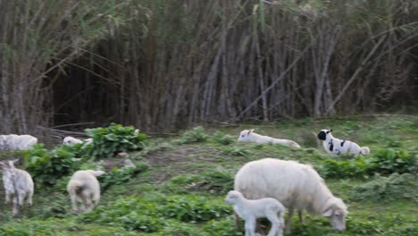 Süße-Und-Glückliche-Herde-Von-Lämmern,-Die-Draußen-In-Sardinien,-Italien,-Herumspringen-Und-Herumlaufen