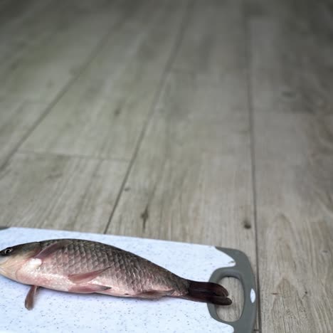 kitten tasting his first fish