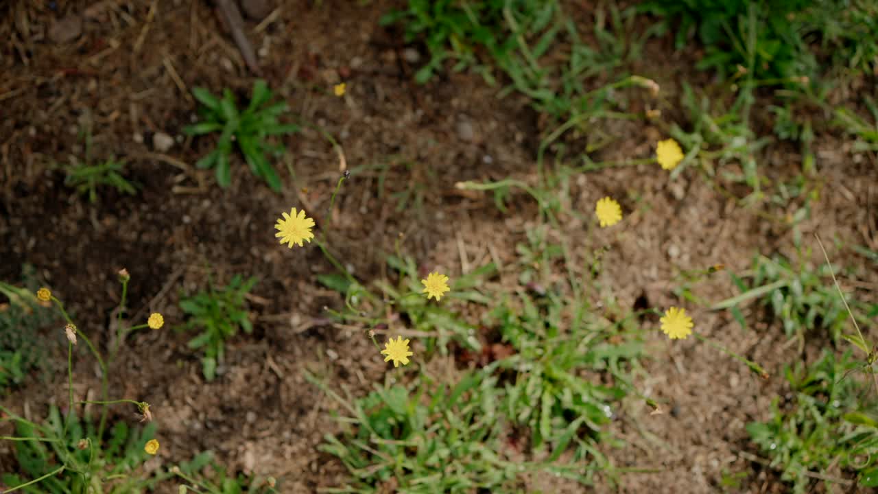 Small wild yellow flowers growing on dry soil with sparse green vegetation