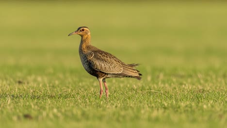 a solitary bird casually walks through a lush green field, showcasing its intricate plumage and unique characteristics in a serene outdoor environment