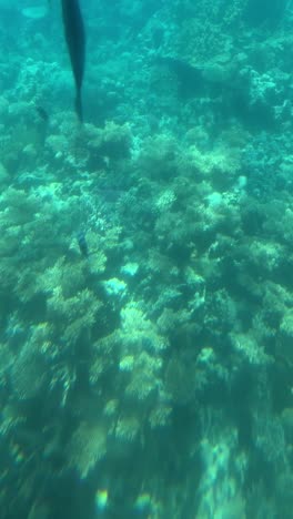 una vista de arrecifes de coral bajo el mar, tiro de cerca