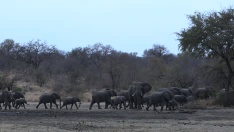 wide view of large herd of elephants walking into bush in south africa