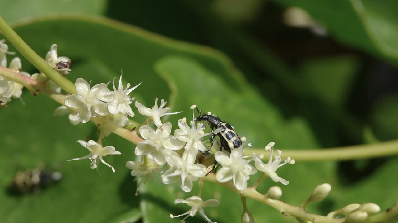 escarabajo de angora polinizando flores pequeñas