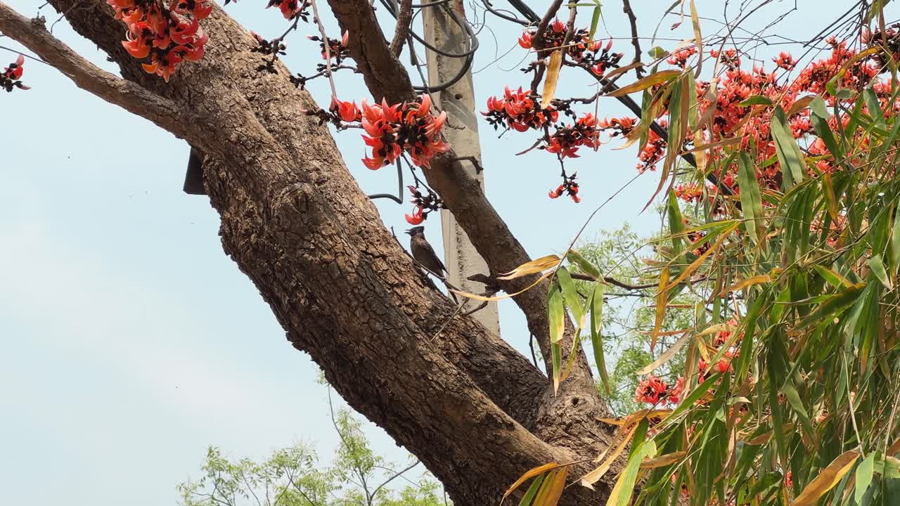 Bird eating Nector or bugs from the flowers of the palash tree
