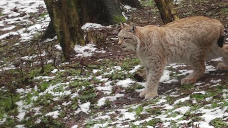 a lynx moves through the snowy forest, its fur blending with the winter landscape. the wild feline is on the hunt, navigating the cold terrain with agility and focus.