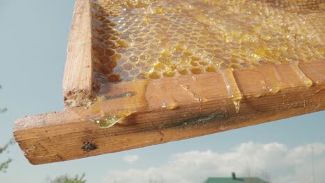 Honeycomb Frame with Dripping Honey