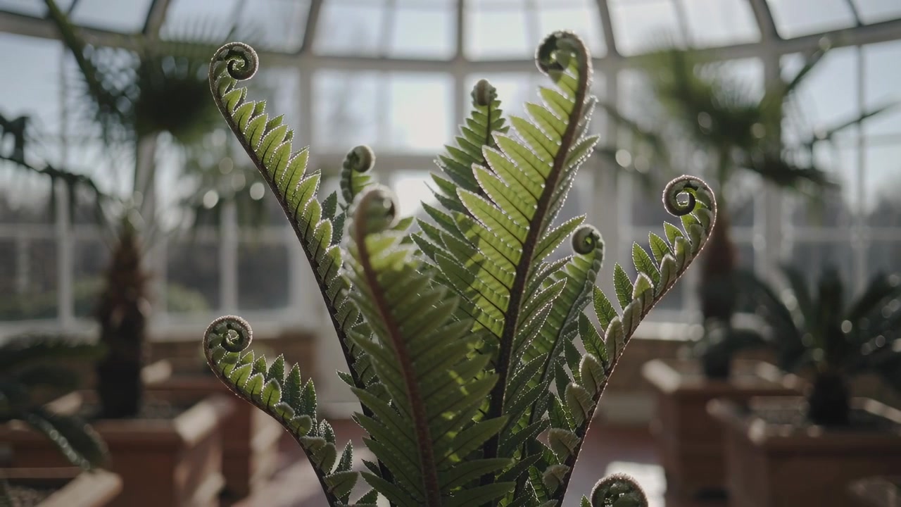 Unfurling potted fern reacting to sunlight and focus shifts in greenhouse, revealing hairs