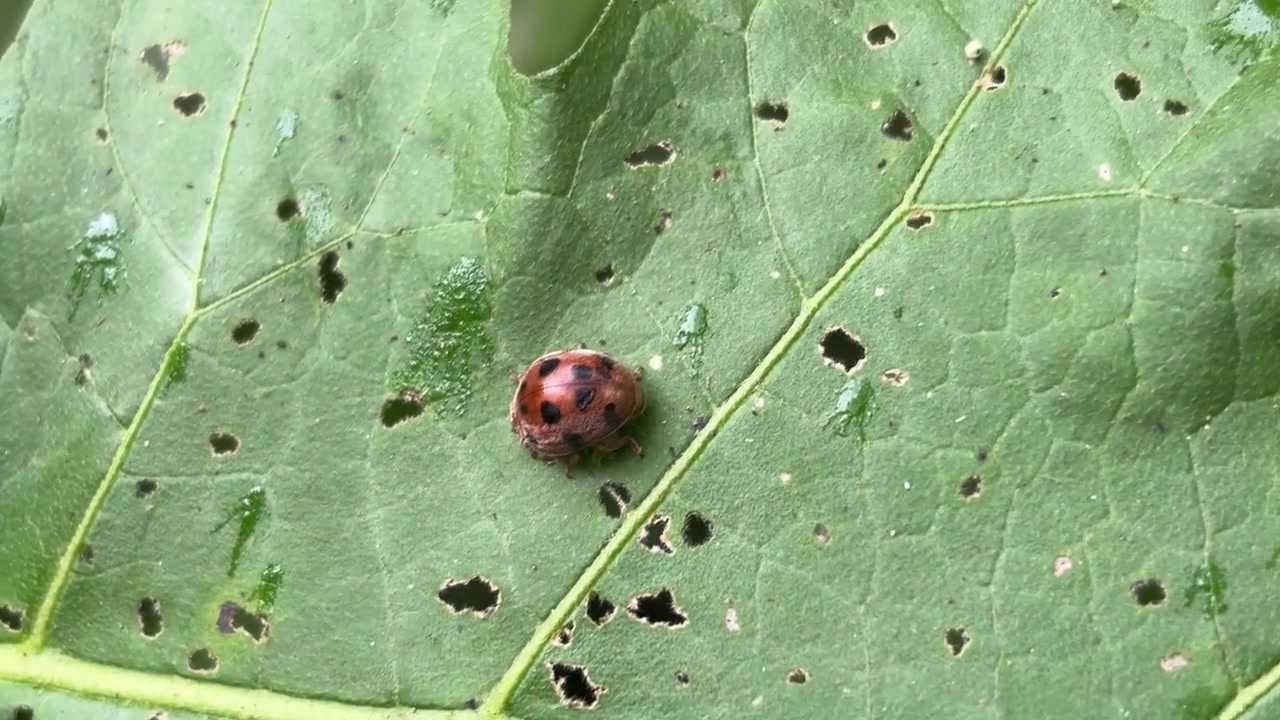 Coccinella che striscia su una foglia verde danneggiata